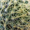 Mammillaria _crinita _ssp.crinita_ 05